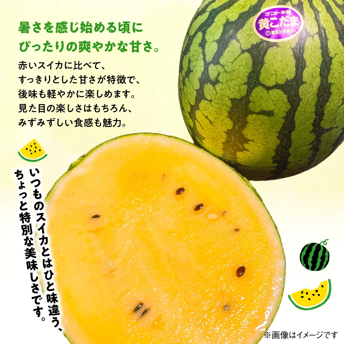 【先行予約・2027年4月下旬～発送】千葉県山武市産の黄こだまスイカ約８㎏～10㎏（4個セット）   SMDC001