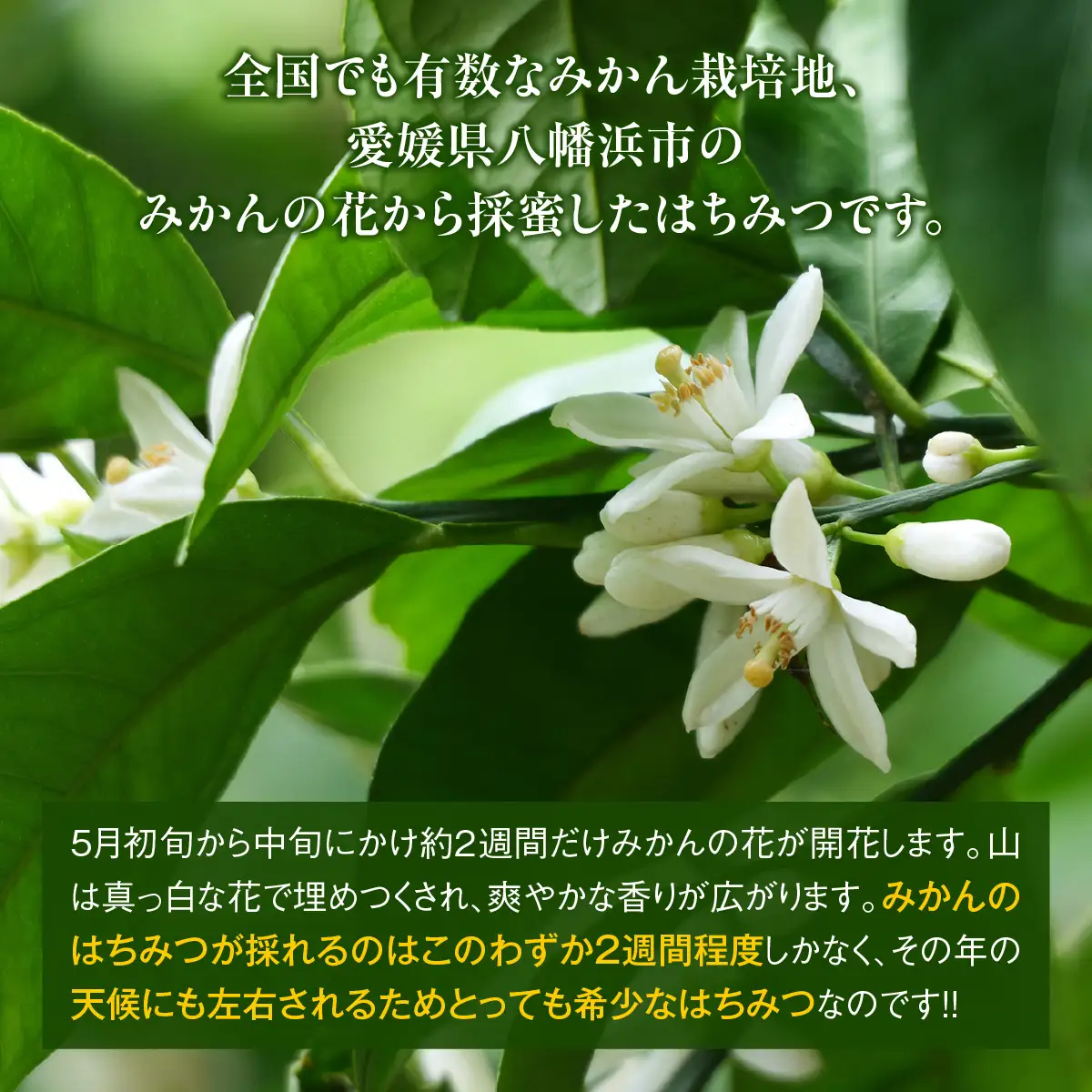 愛媛県産　みかん蜂蜜220g×2パック【74-2】 YWTAR002