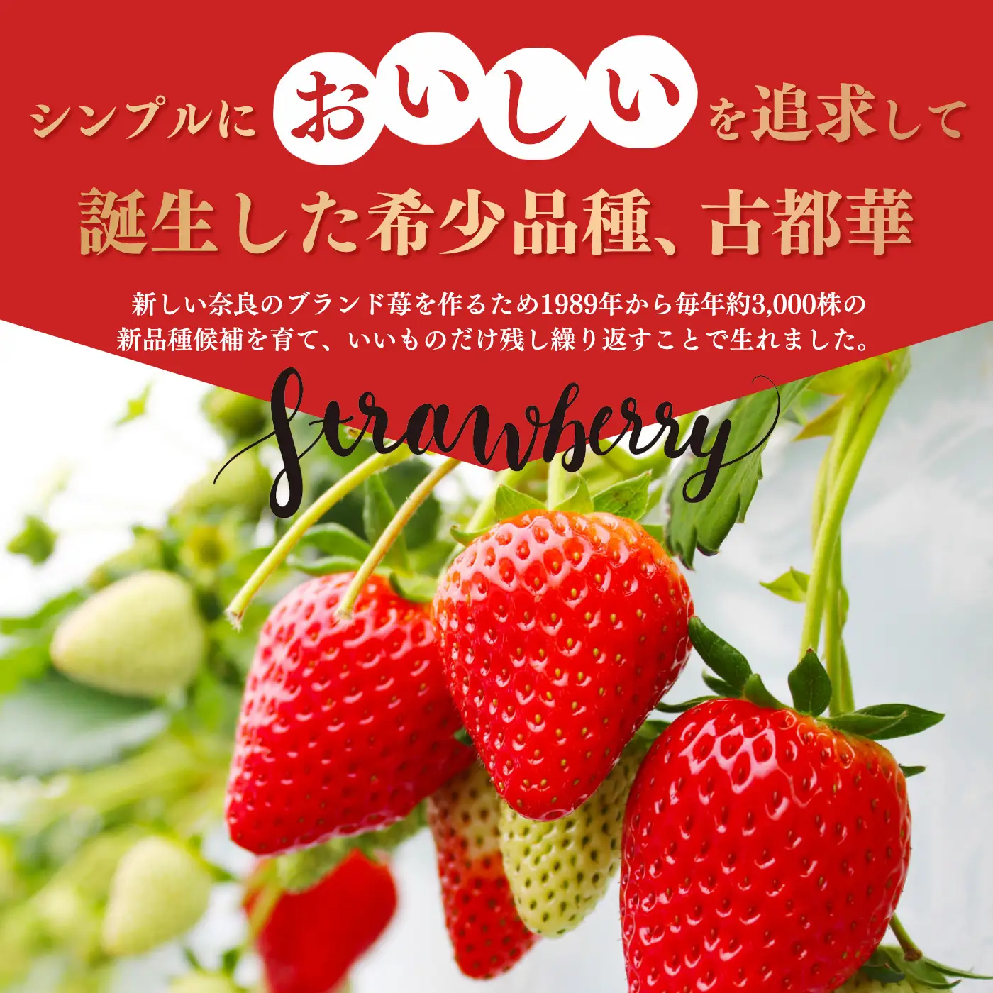【ジャム用】規格外品の古都華　約1㎏ | 先行予約 ジャム用 加工用 フルーツ 果物 くだもの ブランド いちご 苺 古都華 ことか 3月 発送 旬 送料無料 奈良県 平群 町 OKADAファーム