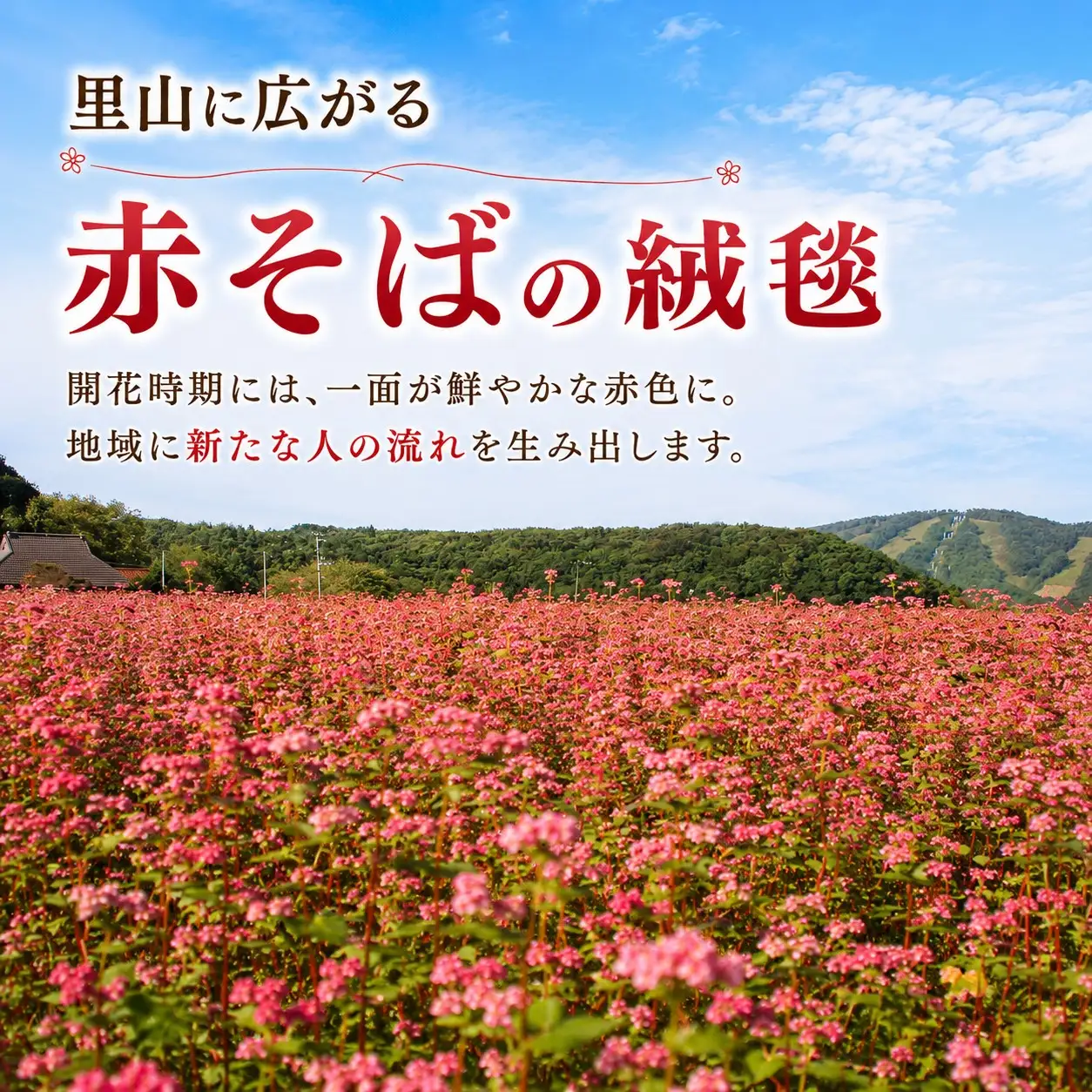 ■返礼品なし■ 八幡高原「赤そば蜂蜜」採取プロジェクトへの支援 耕作放棄地を「幻の蜂蜜」の生産拠点へ（2,000円）