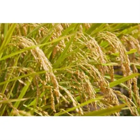 【先行予約】令和8年産　山形県産　はえぬき　無洗米10kg(5kg×2)【1755904】