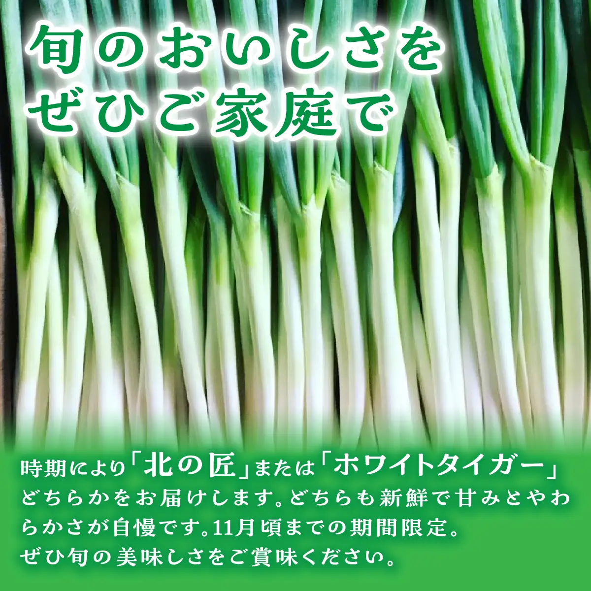 北海道 七飯町産 杉村仁農園の甘くてやわらかい長ネギ 5kg NACA001