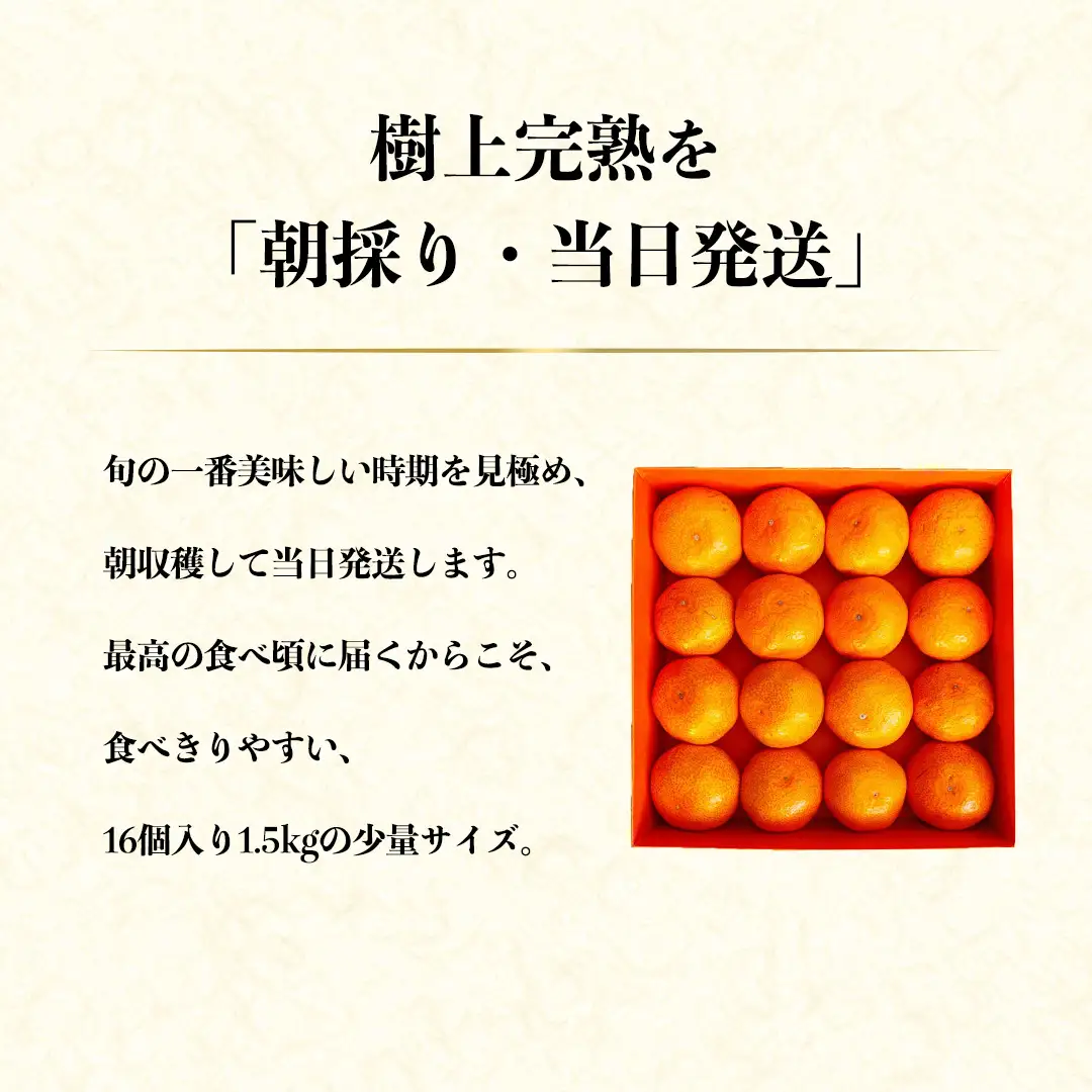 皮まで食べられる！ 特選プレミアム オーガニックみかん 極 (きわみ) 約1.5kg 【先行予約 11月～1月中旬発送予定】  
