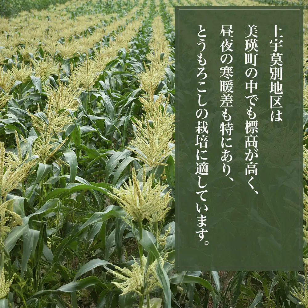 【先行予約】北海道 とうもろこし 8本 イエローコーン＆ホワイトコーン 各4本 令和8年産 おおとり