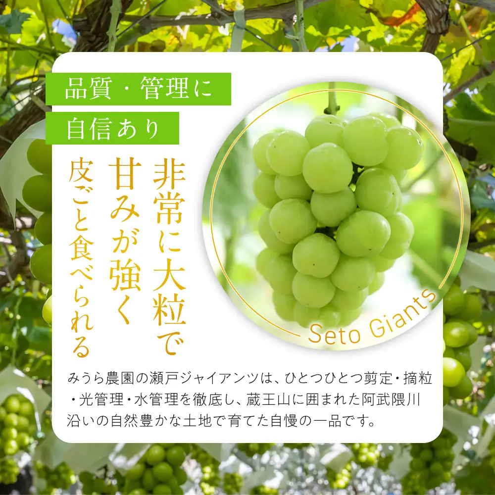 【先行予約】角田市産ぶどう【瀬戸ジャイアンツ】1房（約500g）【2026年9月末より順次発送】
