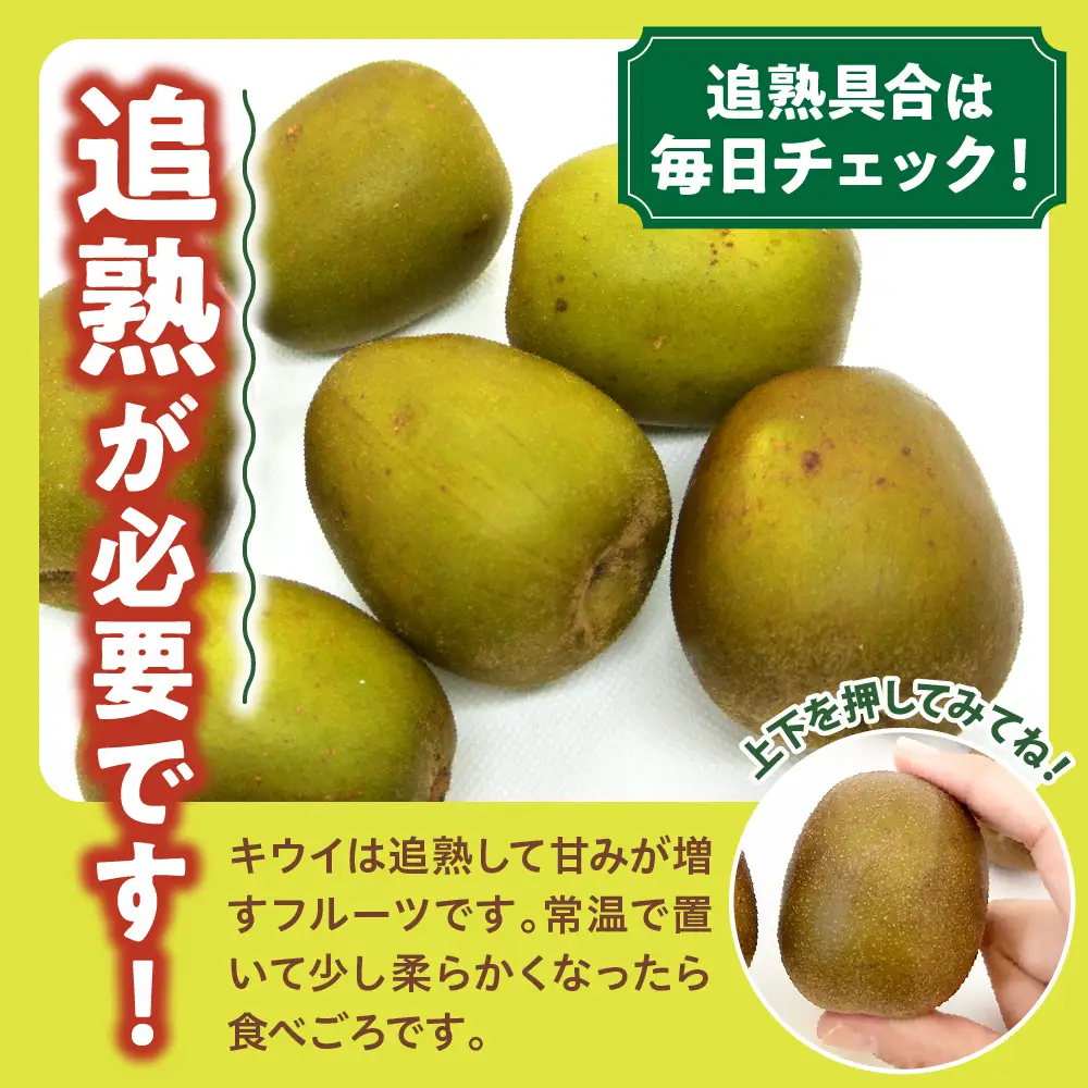 【先行受付】【2026年12月上旬～発送 】レッドキウイ 1.8kg 稀少 甘い 呉 広島 フルーツ 美容 健康 キウイ 呉市 広島県