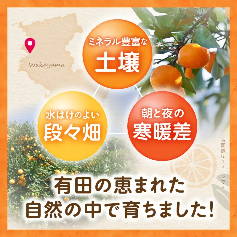 【2026年先行予約】ご家庭用有田みかん箱込み約3kg_AN6117