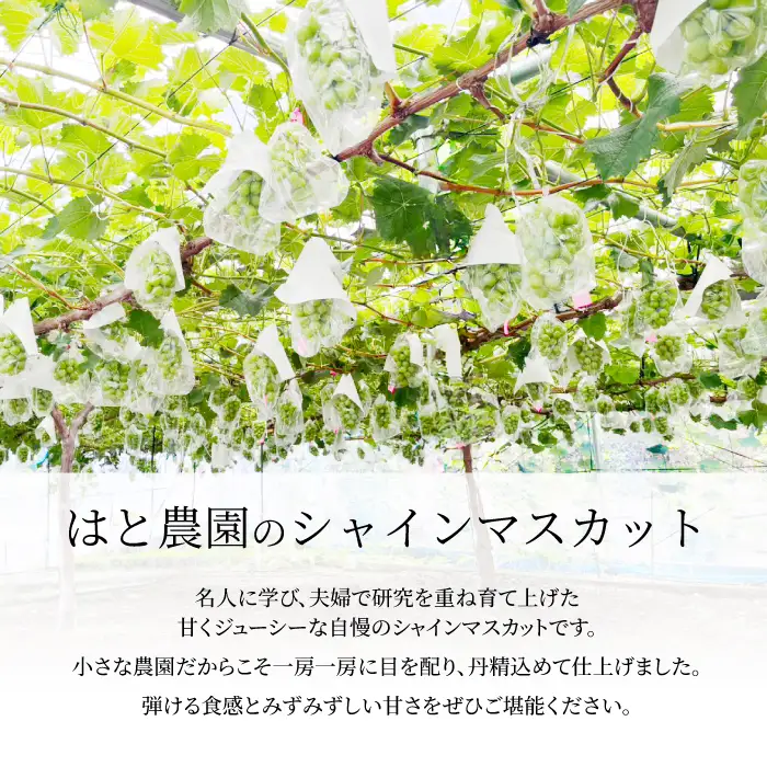 【先行受付】シャインマスカット 家庭用 1.1kg ぶどう ブドウ 果物 フルーツ 広島県 三原市 お中元 ギフト 249001