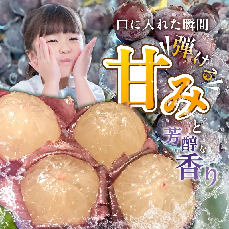 【8月中旬より順次発送】池尻農園 露地巨峰4房～6房 約1.8kg 〔Fg019-01〕