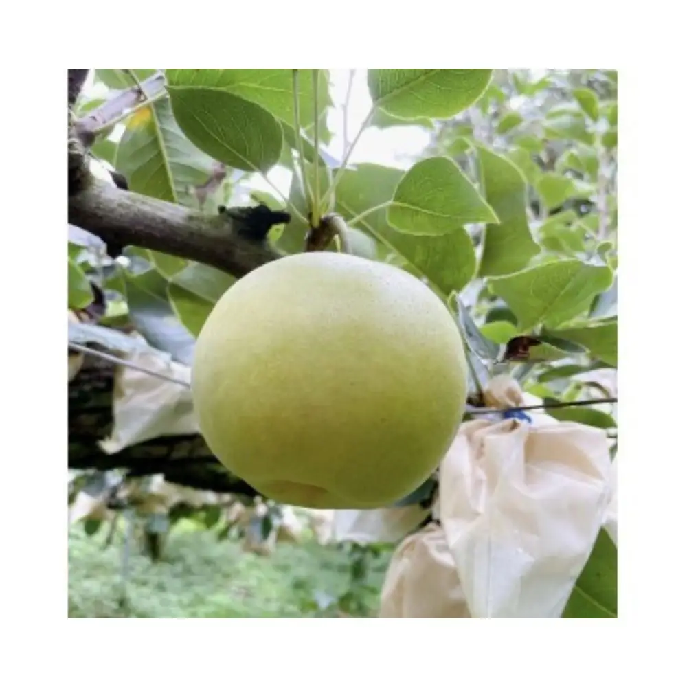 二十世紀梨【進物】5kg（有梨の実　石田） 鳥取 梨 果物 フルーツ 和梨 二十世紀梨 20世紀梨 人気 甘い 進物 贈答用 赤秀