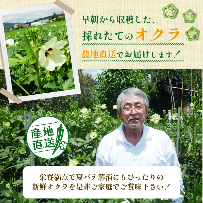 【6月下旬から発送】オクラ 1kg 新鮮 朝採れ 選べる 容量 小分け おくら 朝どれ 野菜 夏 夏野菜 旬 サラダ 冷蔵 農地直送 国産 小松島市 