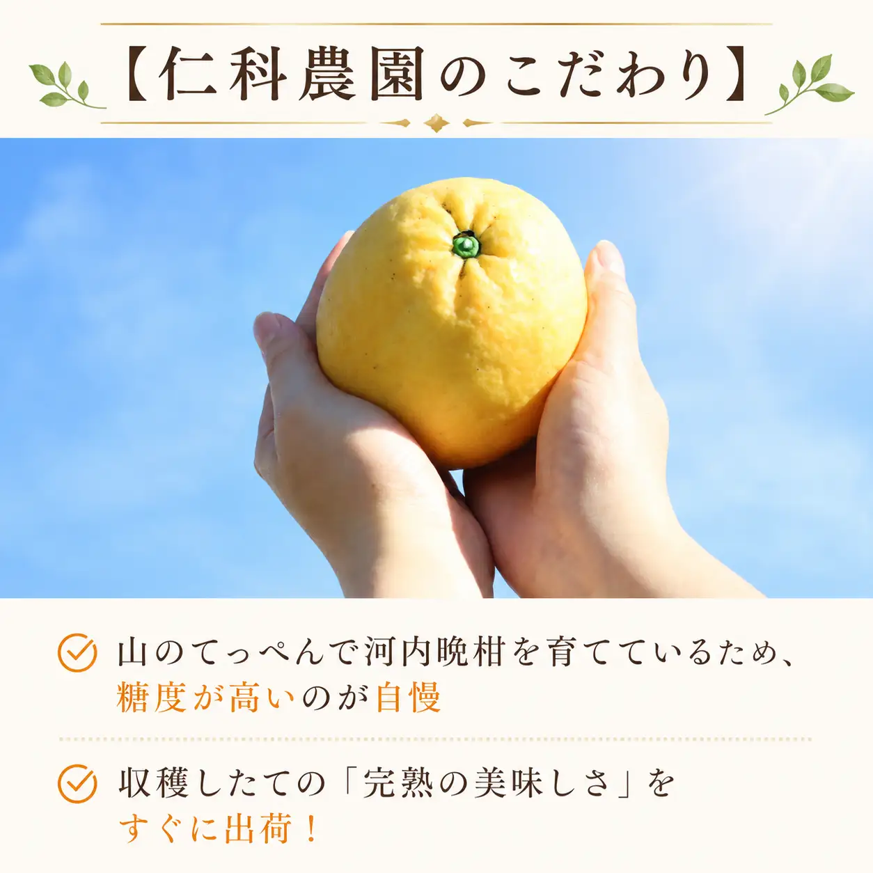 【先行予約】2027年4月中旬より発送  河内晩柑 4kg