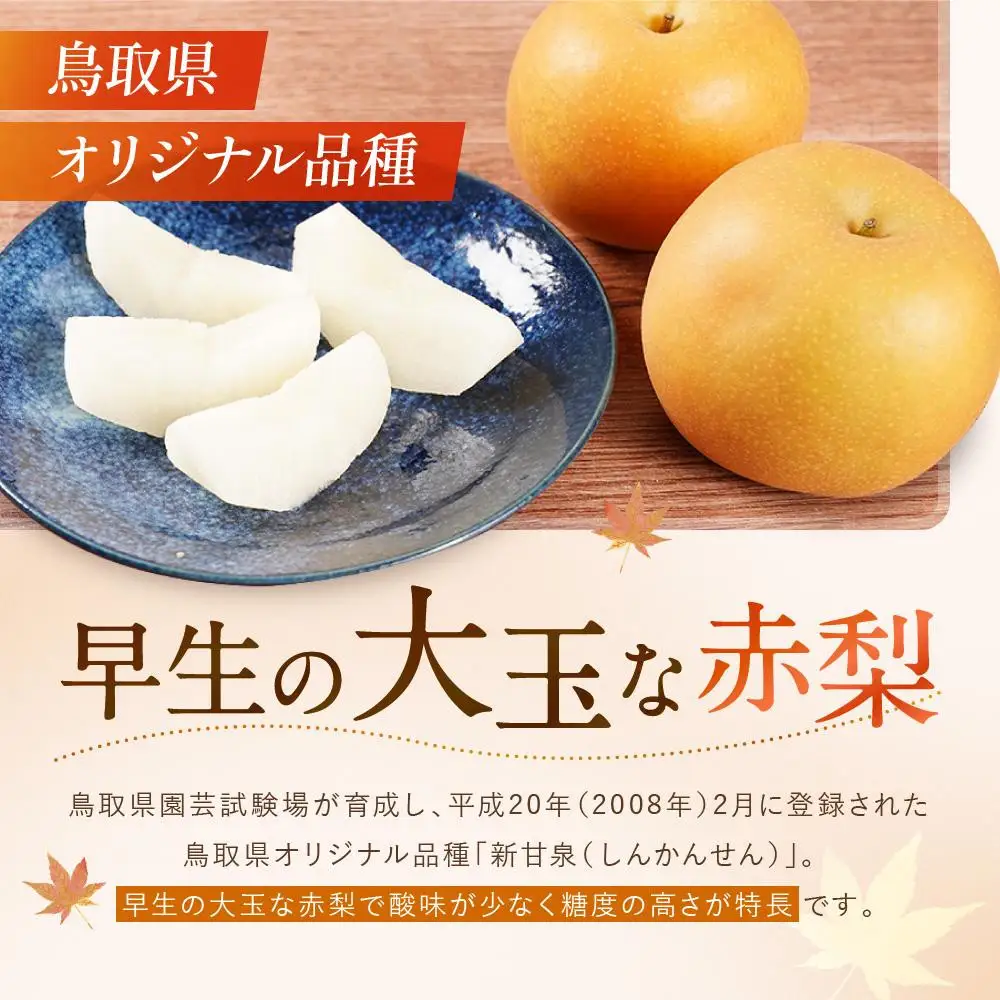 先行予約 数量限定 鳥取県産梨 新甘泉 約2kg 梨