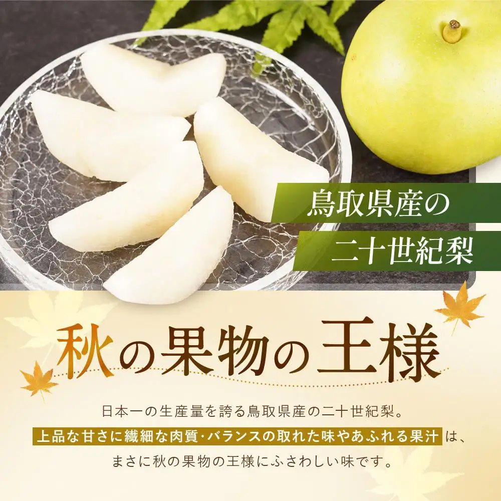 先行予約 数量限定 鳥取県産 二十世紀梨 約2kg 二十世紀梨