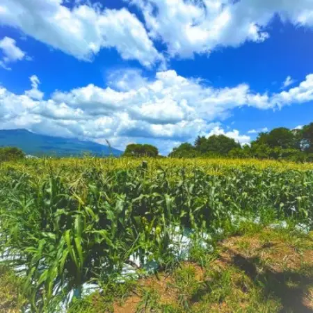 長野県浅間山麓　朝採れとうもろこし　約4kg～5kg(約8本～12本入り)【配送不可地域：離島・北海道・沖縄県】【1754258】