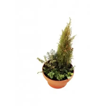ハーブ寄せ植え【1716674】