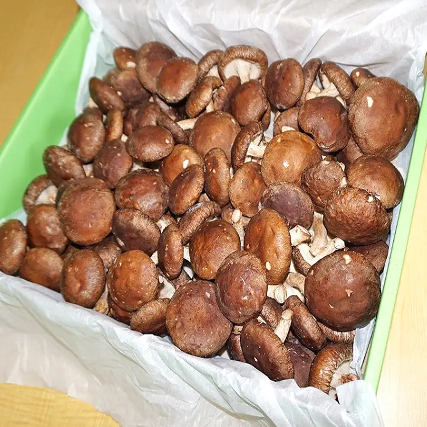 森ペンしいたけ 2kg