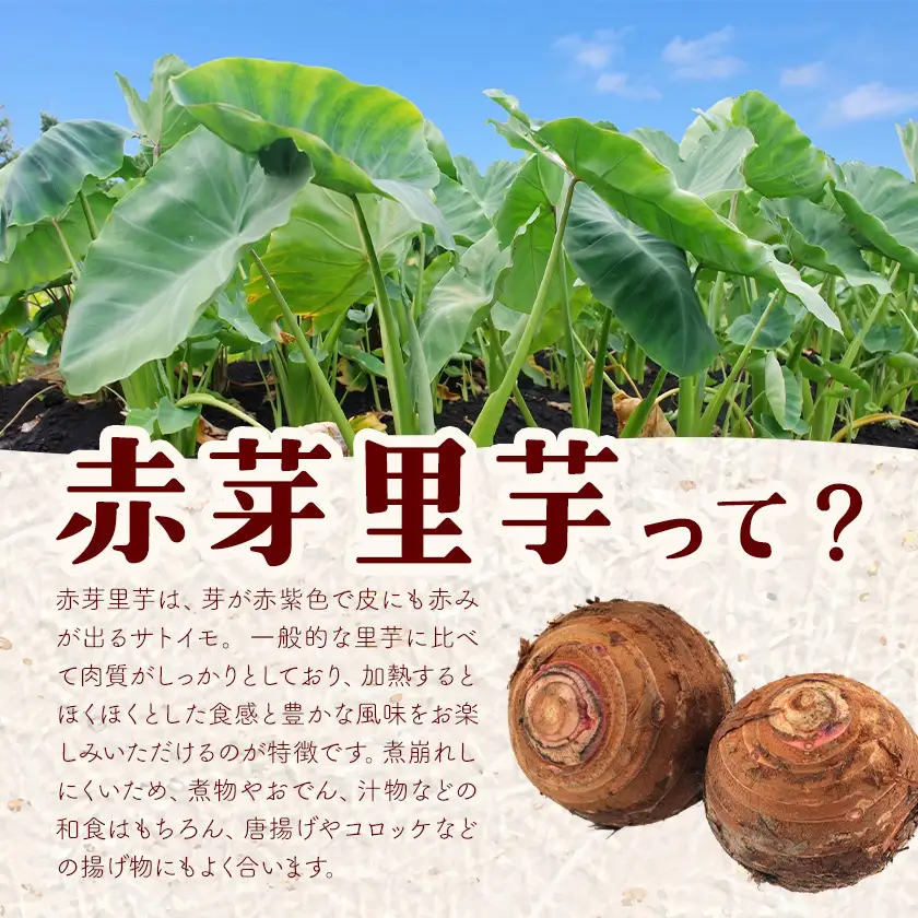 赤芽里芋 5kg 芋 さといも かじや農産《12月上旬-3月末頃出荷》