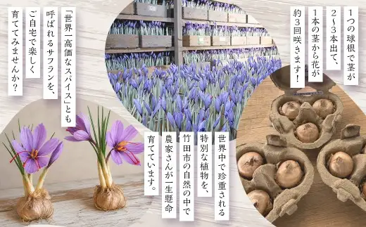 竹田市産サフラン球根 6個セット 【 2026年7月上旬～9月上旬まで発送予定 】