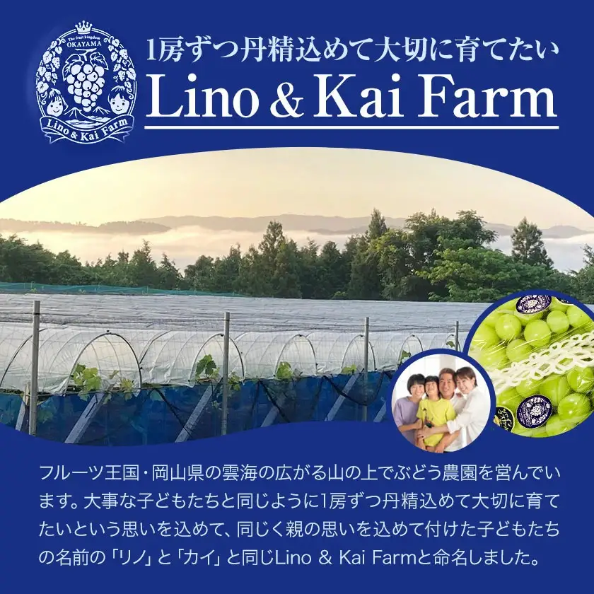 贈答用 フルーツ王国 岡山県産 シャインマスカット 化粧箱入り 1房