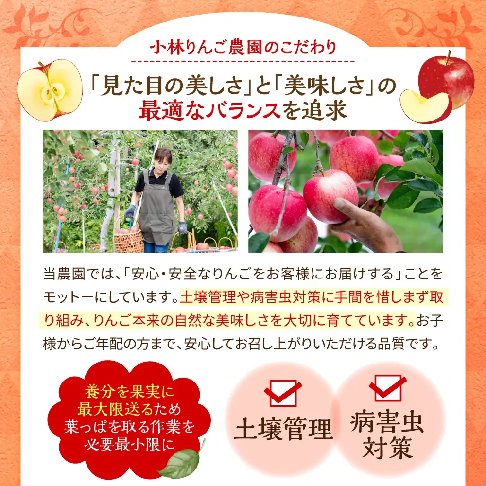 りんご　トキ約5kg 訳あり 10月中旬以降発送青森県五所川原市 りんご