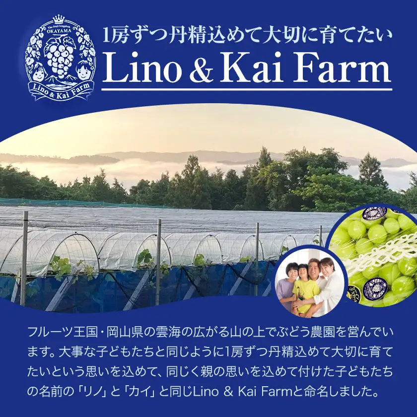 贈答用 フルーツ王国 岡山県産 シャインマスカット 化粧箱入り 3房 前後
