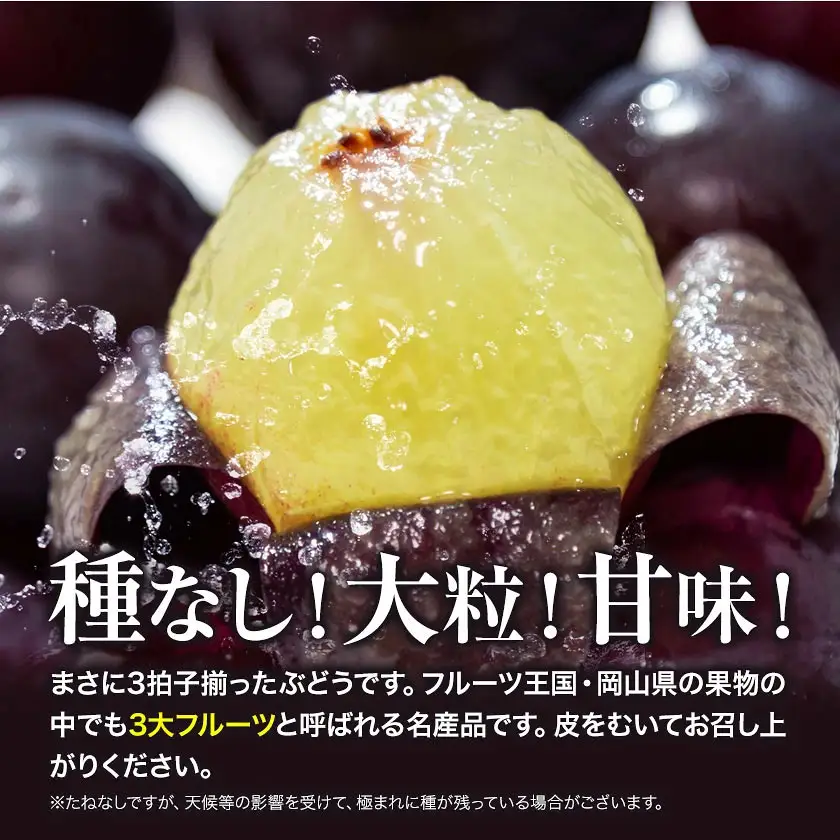 贈答用 フルーツ王国 岡山県産 ニューピオーネ 化粧箱入り 3房 ～ 4房 2kg
