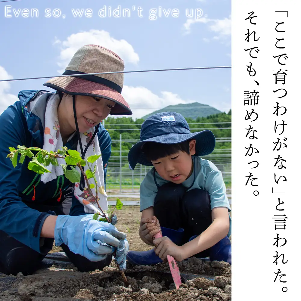 【数量限定】中頓別町〈北の兆し〉山幸2025 赤ワイン・ロゼスパークリング 各1本