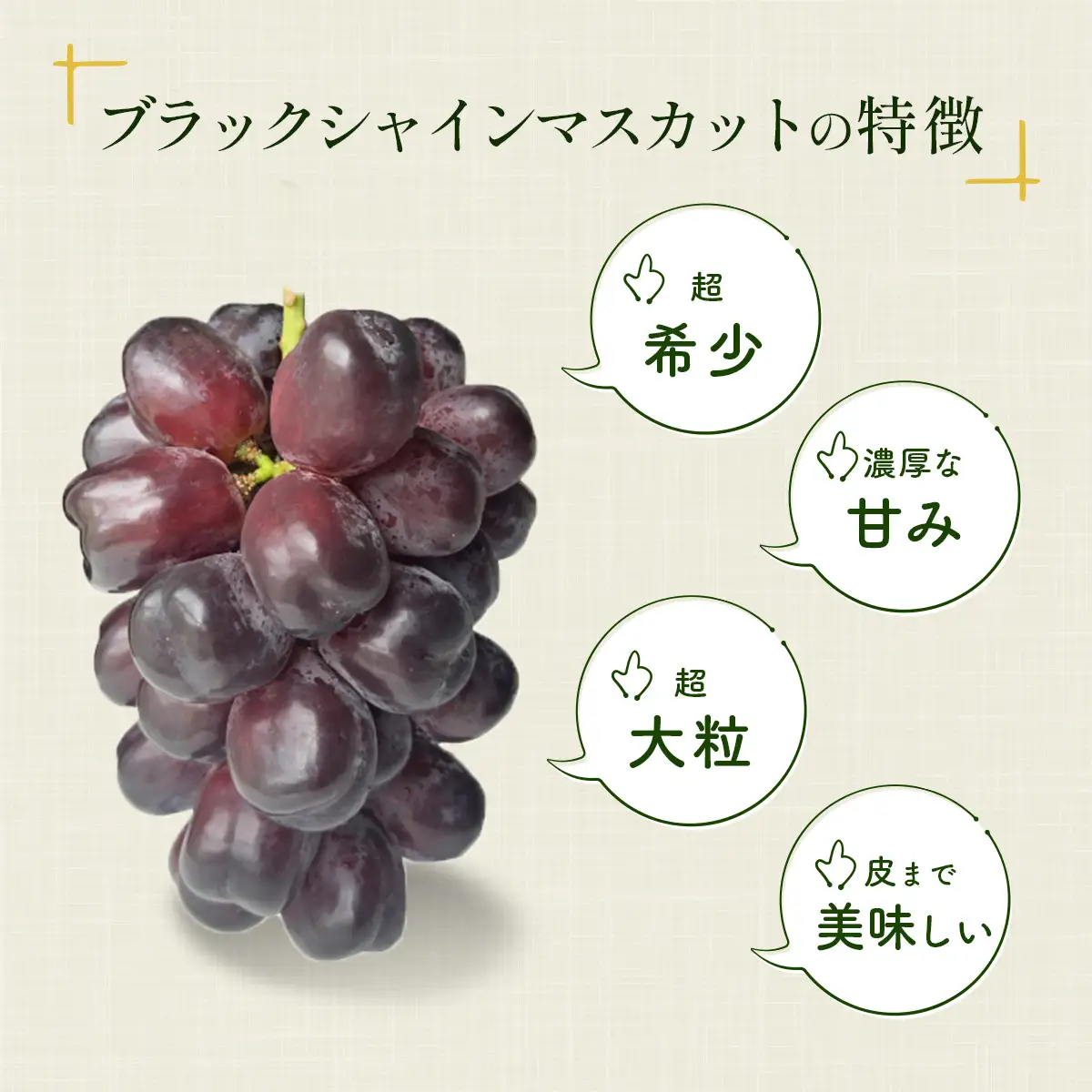 ブラックシャインマスカット 希少品種！ 富士の輝 1房 800g以上 先行予約 数量限定｜ブラックシャインマスカット