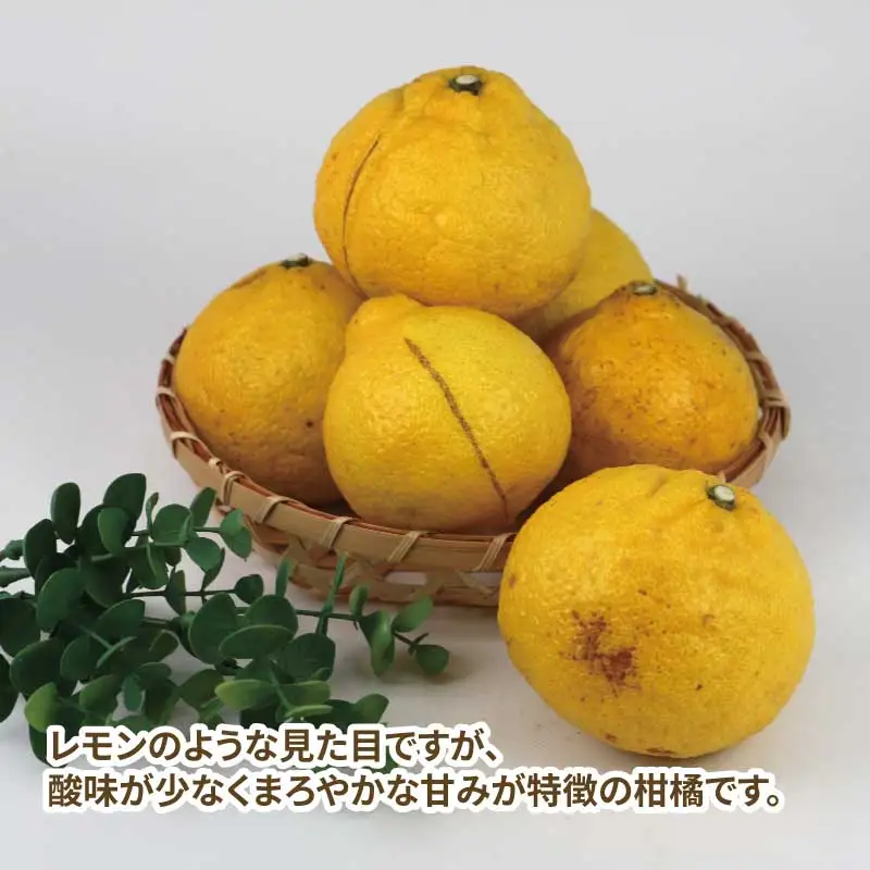 訳あり はるか 約 5㎏ スーパー山田屋 はるか B010-198007
