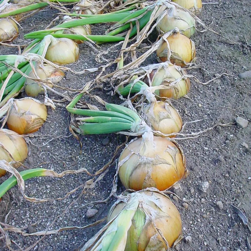 【先行予約】北海道 玉ねぎ 5kg ＜令和8年産＞ おおとり 2026年10月上旬より順次発送