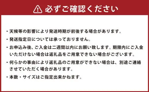 北海道生ヤーコン3kg【2026年10月上旬より順次発送予定】 ヤーコン 野菜 根菜 オリゴ糖 北海道 北広島市