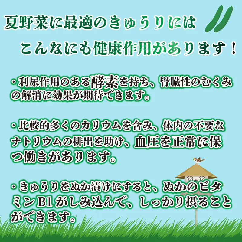 野菜 夏野菜 きゅうり 1kg  きゅうり