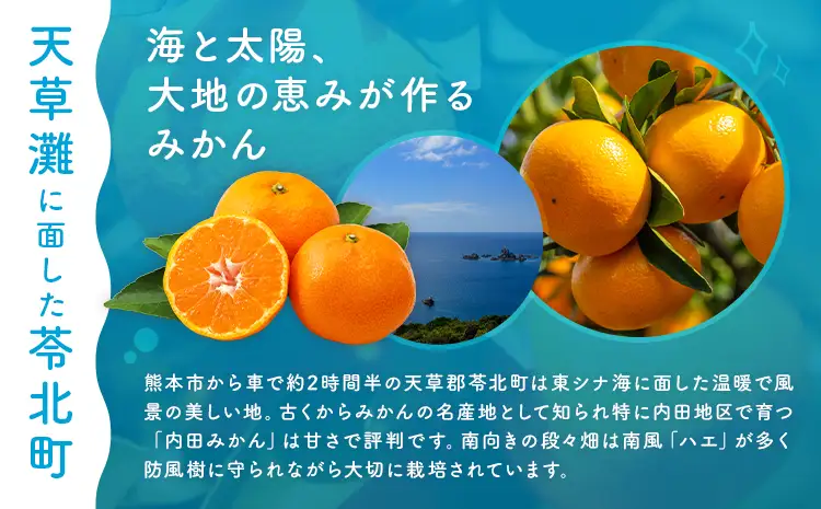 極早 生 みかん 夢っこ（日南の姫） 約5kg 《9月中旬-9月下旬出荷予定》果物 フルーツ ミカン 蜜柑 柑橘 生産者直送 産地直送 天草 苓北 送料無料 熊本県