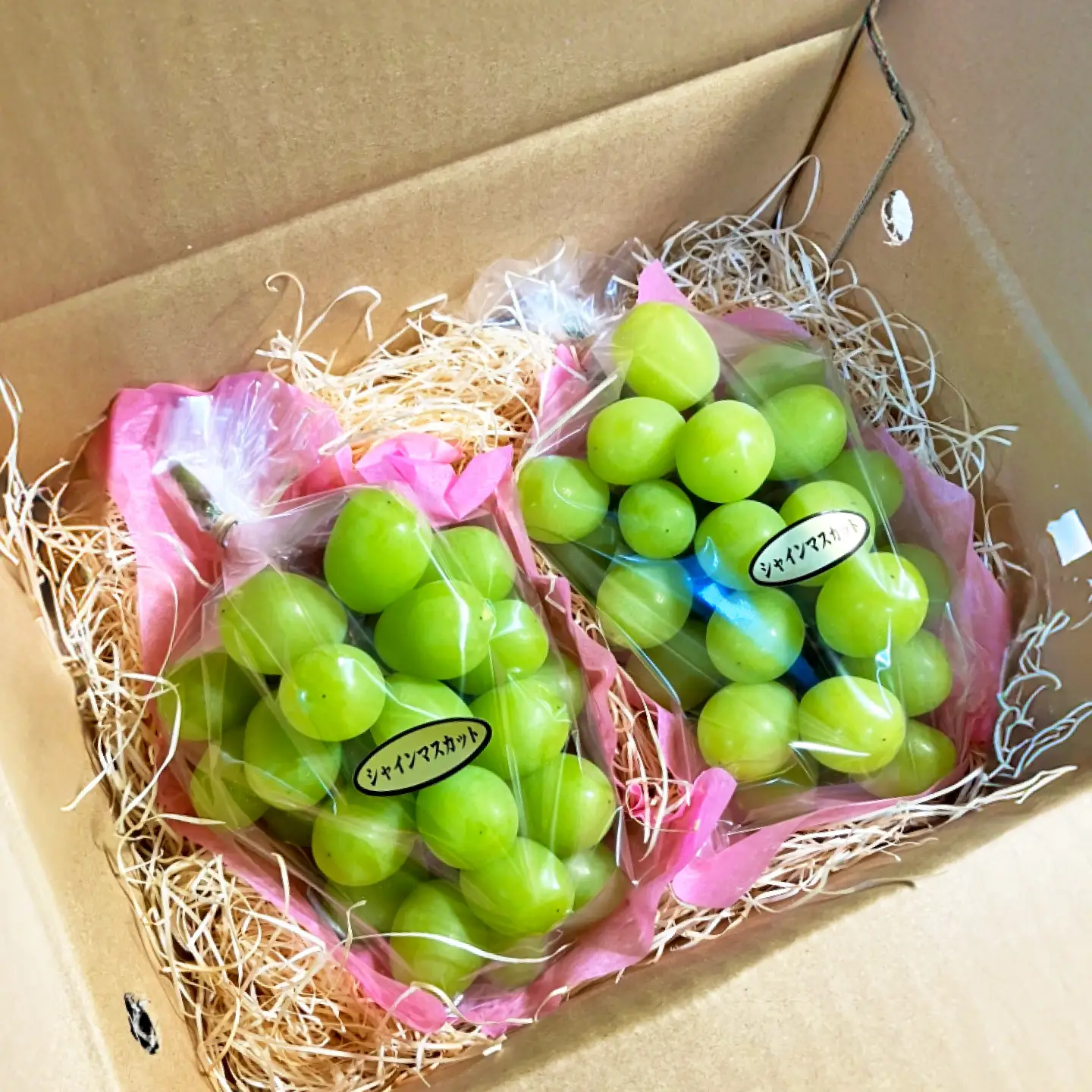 【先行予約】高知県産 生産者厳選！ シャインマスカット 約1.1kg（2～3房）〈2026年8月下旬～2026年9月末頃まで発送〉 / マスカット 果物 フルーツ デザート 【COCO葡萄園】[ATIO001]