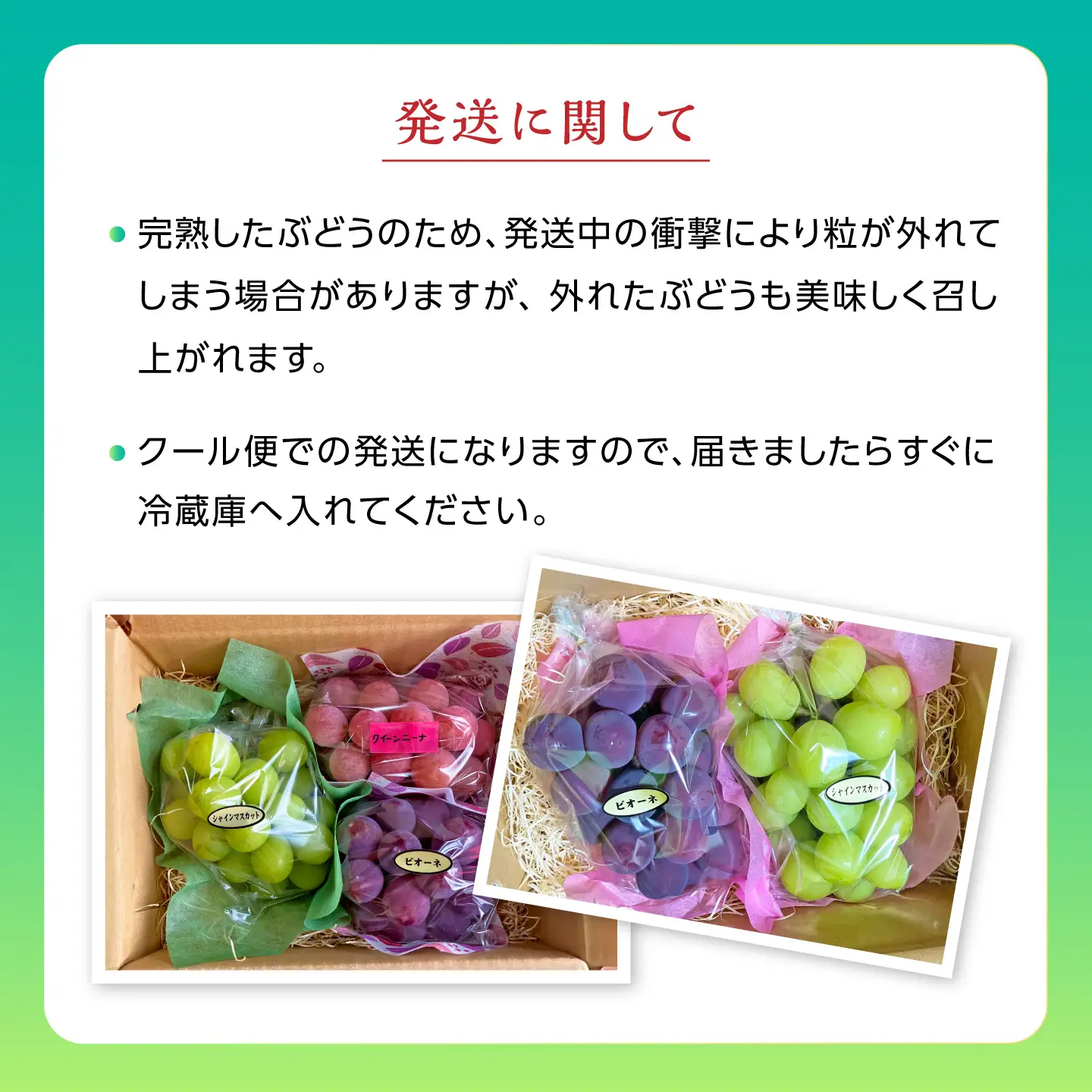 【先行予約】高知県産 生産者厳選！ シャインマスカット含む 食べ頃ぶどう詰め合わせ 約1.1kg（2～3房）〈2026年8月下旬～2026年9月末頃まで発送〉 / マスカット ぶどう 葡萄 ブドウ 果物 フルーツ デザート 詰め合わせ セット 【COCO葡萄園】[ATIO002]