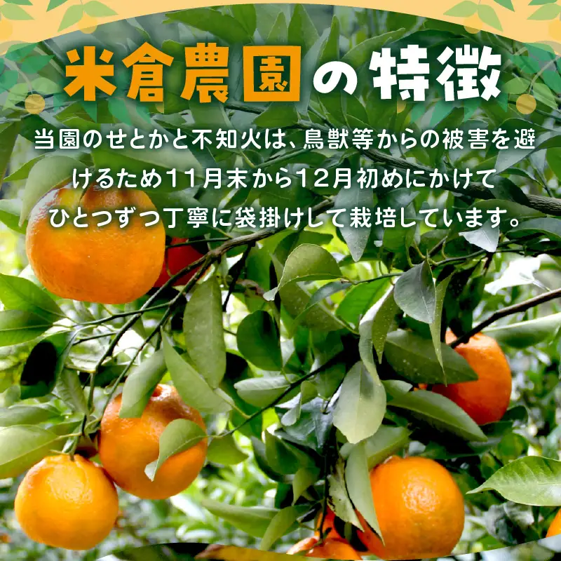 【1149-2】せとか・不知火詰め合わせ《先行予約2027年2月中旬頃より順次発送予定》