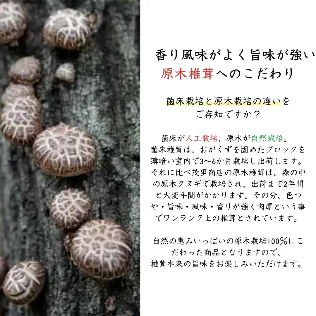 椎茸 原木椎茸 香信300g | しいたけ