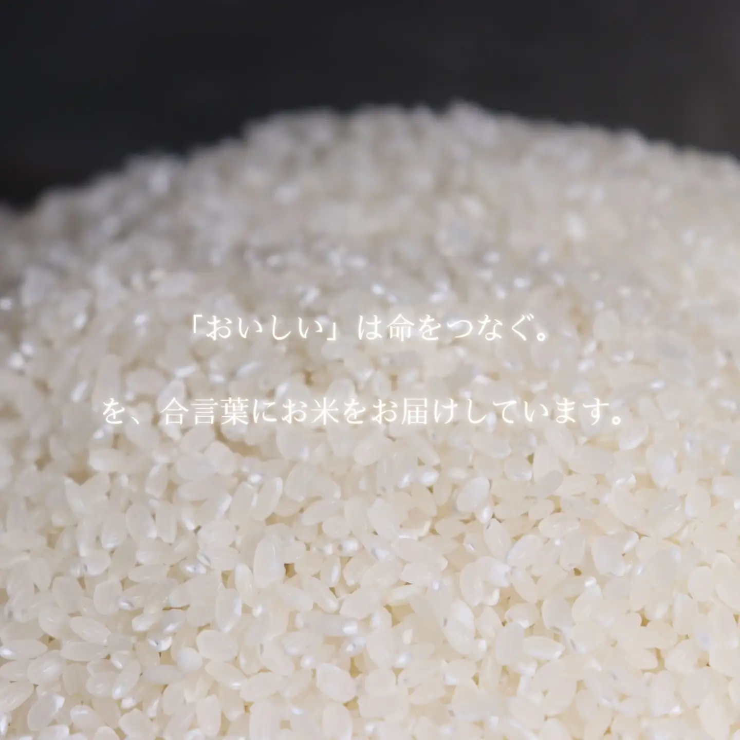 【令和8年度産】鳥取県産にじのきらめき白米5kg【数量限定】_T2600443