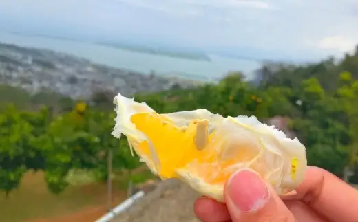 【2027年3月上旬発送開始】熊本県宇城市不知火町の海沿いの段々畑で作った「オレンジ（のむちゃん1号） 」約3kg（12-18玉） フルーツ 果物 みかん 九州 熊本産 蜜柑