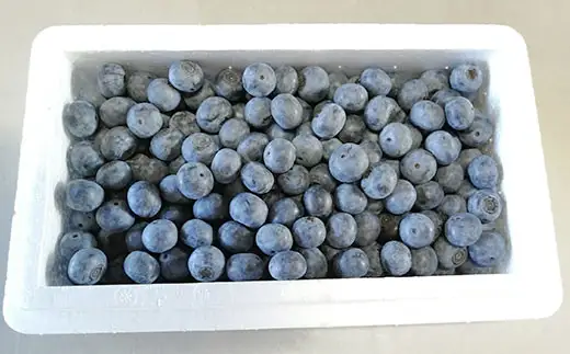 有機ブルーベリー500g【傳九郎農園】