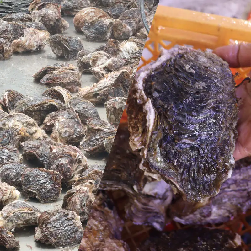 鹿島灘産 天然 岩牡蠣  約3㎏ 冷蔵 【9月下旬頃まで発送予定】