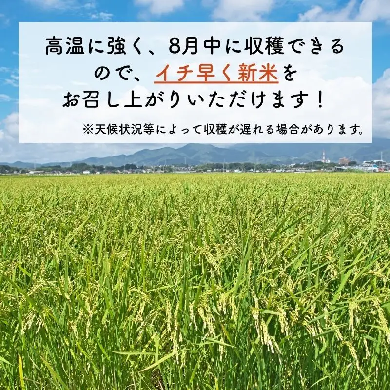令和8年産 新米 新ブランド 【なつひめ】 新潟県上越市産 5kg 5キロ 先行予約 新品種 蛍の里