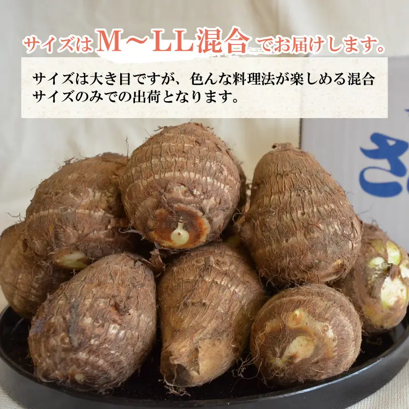 【先行予約】勝山市てらお産 かつやま里芋 5kg×1箱（サイズM～LL混合） ※2026年11月上旬より順次発送 [A-041006]