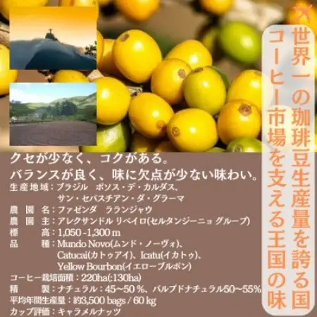 ブラジル ブルボンアマレロ 500g ×2【ペーパーフィルター用の中挽き】【1681786】