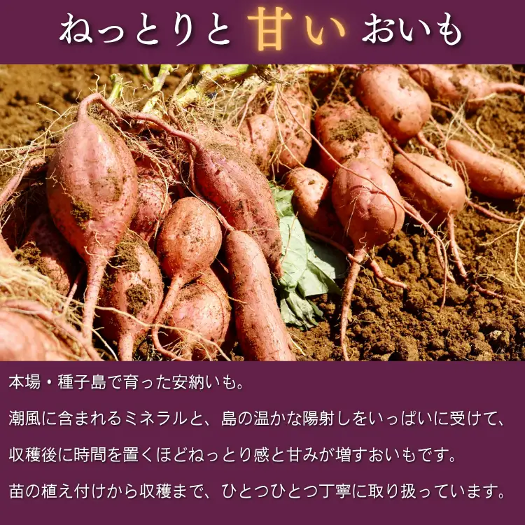 【 新物 11月～ 】 種子島 めっかり申さん 安納いも ( 生いも ) M サイズ 5kg　NFN631【300pt】