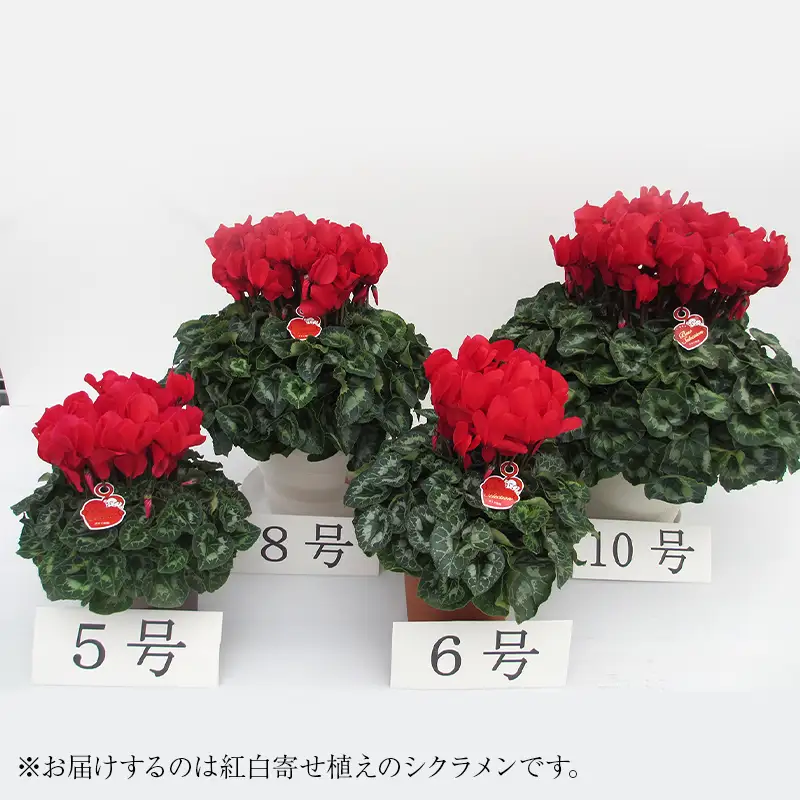 シクラメン 紅白寄せ植え6号鉢 ますだ農園 花 植物 フラワー F4N-2859