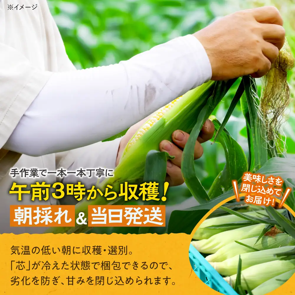 先行受付！【2026年8月中旬頃～発送開始！】北海道十勝清水町産 希少品種！ 白いとうもろこし 雪の妖精 サイズ混合 10本 産地直送 スイートコーン 朝どれ フルーツのような甘さ_S041-0012-20260810