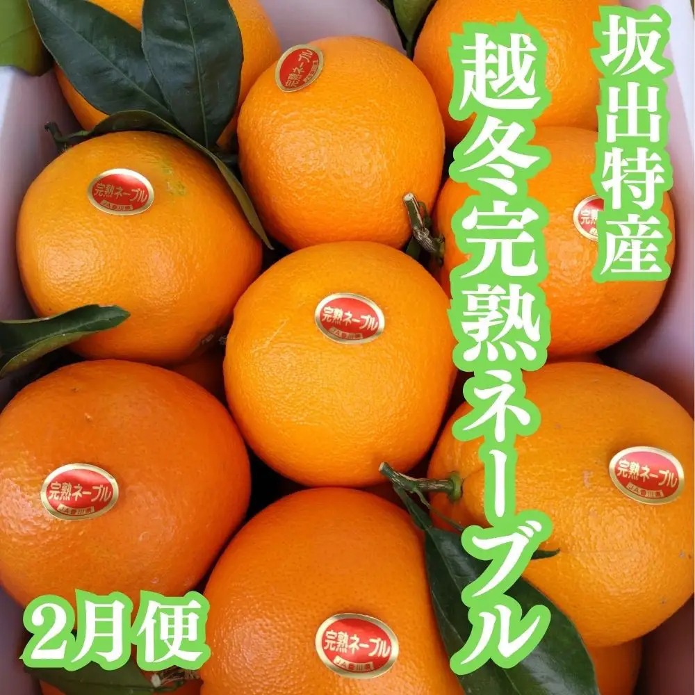【全5回】坂出の美味しい果物定期便　四季折々の果物をお届けします