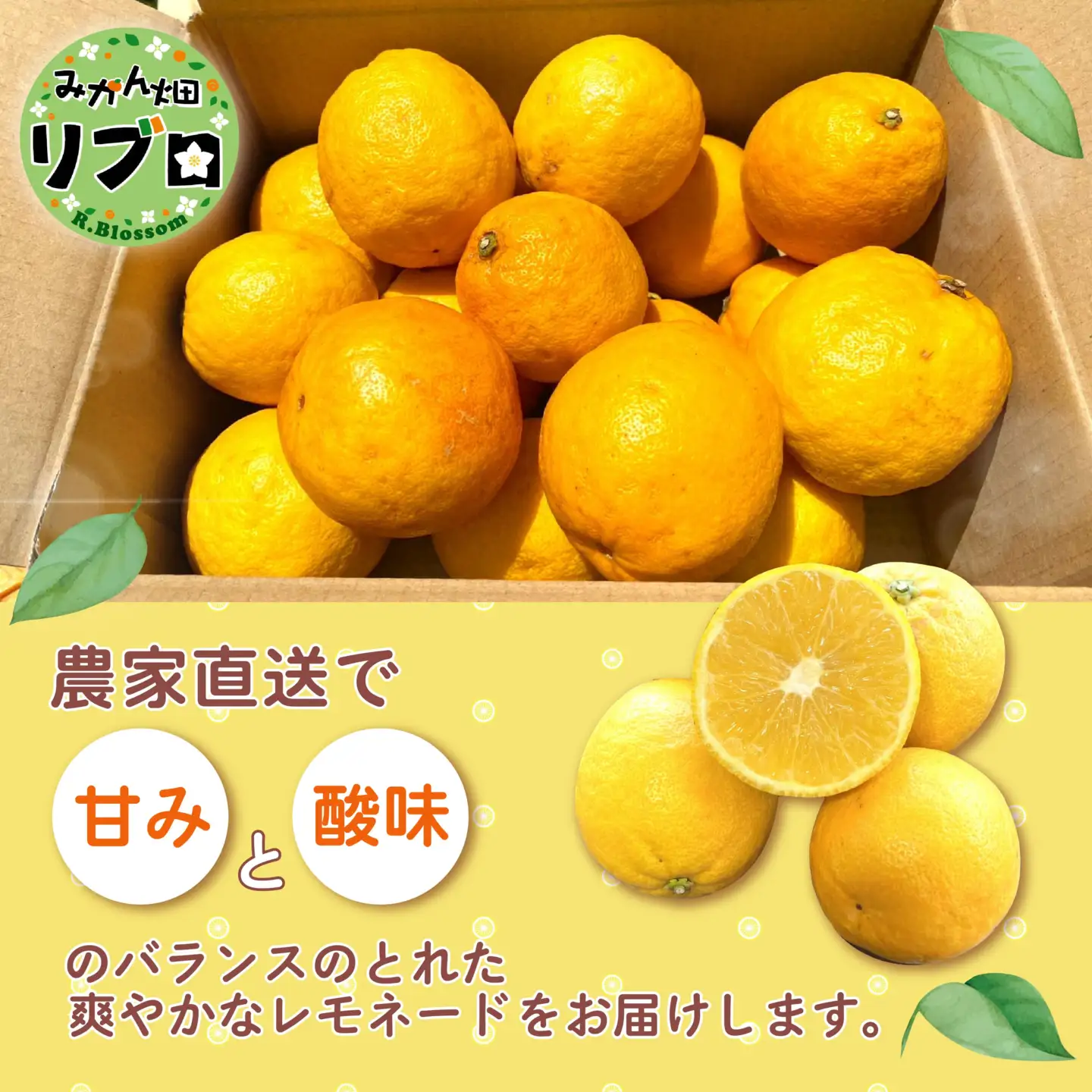 レモネード 柑橘 約 2kg 産地直送 沼津 柑橘